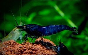 blue tiger shrimp