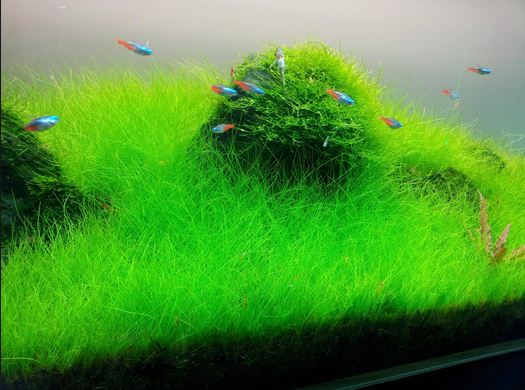 Tanaman Air Aquascape Hair Grass