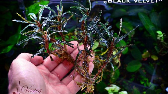 bucephalandra-black-velvet