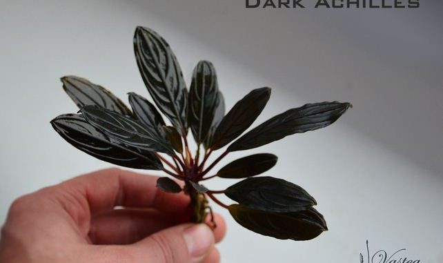 bucephalandra-dark-achilles-2