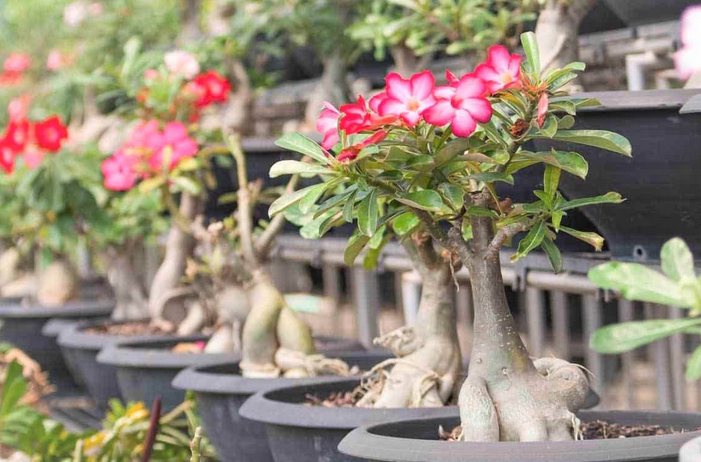 Bunga Kamboja Bonsai